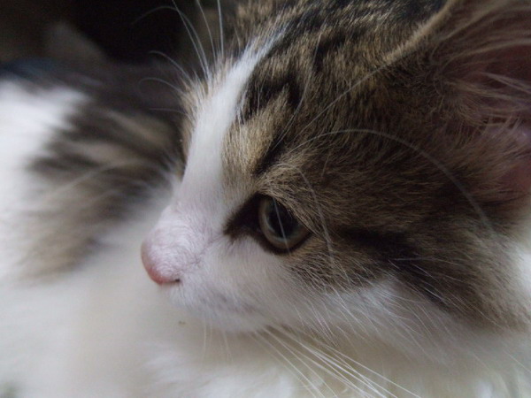 å��ç¨®ã�¯ã��ã�«ã�¦ã�§ã�¼ã�¸ã�£ã�³ã��ã�©ã�¬ã�¹ã��ã�­ã�£ã��ã��ã�§ã��ã�­ã��ã�ªã��ã��ã��ã�®ã��ã�¯ã�«ã��ã��ã�£ã�¢ã�³ã�¸ã�£ã�³ã�°ã�«ã�­ã�£ã��ã��ã�¨è¦�ã��ã�¦ã��ã�¾ã��ã��å�½å��ã�¨æ£®ã��å��å��ã�«å�¥ã�£ã�¦ã��ã��ã��ã�¨ã��ã��è¦�ã��ã�¦ã��ã�ªã��ã�³ã��ã��æ��ç�½ã�§ã��ã��